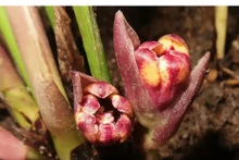 新发现的一种植物。（图片来源：越通社）