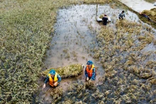 彰美县裴河沿岸的稻田被淹没0.6到1.2米深。