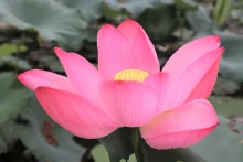 在胡伯伯故乡的莲花绽放。