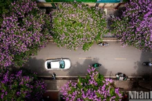 梦幻的紫薇花铺满河内各条大街【组图】
