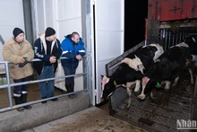 在位于俄罗斯卡卢加州的TH农场的奶牛。