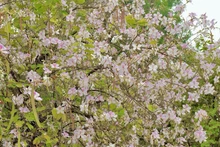 洋紫荆花是西北地区特有的花种，每逢春天盛开，花期从二月至四月。初绽时花色淡紫柔和，渐次转为浅粉，最终化作素雅纯白。