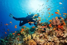 普吉岛是泰国的潜水天堂。 （图片来源：vi.hotels.com）