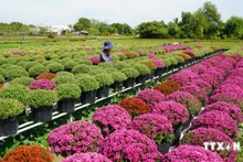 同塔省年花种植面积超100公顷。