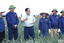范明正总理亲自慰问宁平省三叠市铜交农场菠萝田里辛勤劳作的工人。