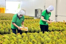 出口中国的越南榴莲。