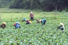 纳杭县宏泰乡农民与心香合作社的清洁卷心菜种植生产链。