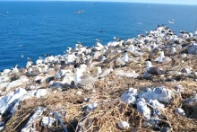 蛋岛鸟类栖息地成为多种珍稀鸟类聚集和繁殖的地方。（图片来源：越通社）