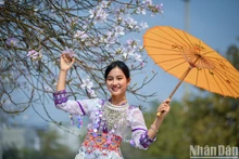 西北女孩在三月盛开的奠边紫荆花【组图】 