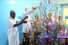 同海越南-古巴友谊医院古巴医生在桃树上挂上春节装饰品。