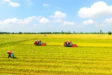 在芹苴开展优质、低碳稻米的收获活动。