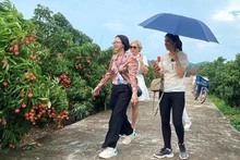 游客在北江省荔枝果园体验。