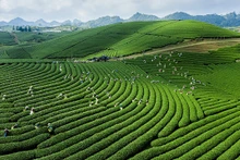 木州拥有许多广阔的茶坡。