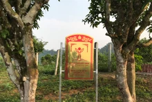 山萝省57棵山雪古茶树群被承认为越南遗产树。