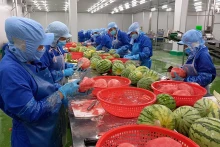 向阿联酋出口水果和蔬菜具有很大的增长潜力。图中：在前江省Thabico食品工业股份公司进行西瓜加工。（阮事 摄） 