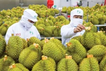 2024年预计越南榴莲出口额可达35亿美元。