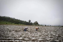 附图。（图片来源：FAO）