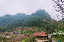 在西北漫山遍野中，粉艳妩媚的桃花很容易让人惊奇、惹人迷醉。