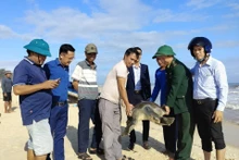 广治省昏果岛保护区管理委员会及时解救一只40公斤的珍稀海龟。