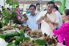 广南省玉灵人参节。