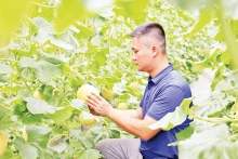 宣光省山阳县抗日乡的哈密瓜种植模式采用高科技，降低了生产成本。