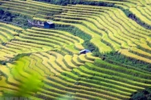 莱州省边境地区的梯田美景。（图片来源：越通社）