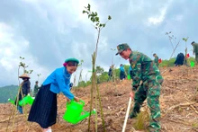 广宁省在植树节期间种植百万棵树。（图片来源：daidoanket.vn）