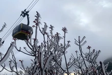 老街省番西邦峰顶出现雾凇景观【组图】