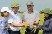 检查河静省有机稻米生产的生长和发育情况。 （阮友玉 摄）