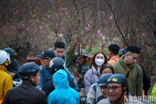 春节将至日新桃花村热闹非凡【组图】