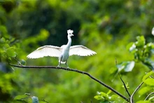 宁平省——保护生物多样性 守住大自然环境