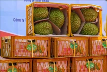 越南榴莲出口中国。