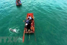 成功营救姑苏海域搁浅海豚。（图片来源：越通社）
