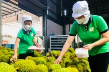越南水果和蔬菜出口潜力巨大。