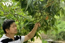 黄仲勇老农。（图片来源：越南之声）
