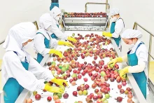 嘉莱省同交食品出口股份公司（DOVECO）的蔬果加工中心的加工活动。（图片来源：德瑞 摄）