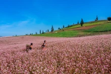 多年来，荞麦花已被视为同文岩石高原的主打旅游产品。（图片来源：青年报）
