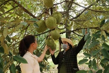 同奈省的一个榴莲种植区。（图片来源：同奈报）