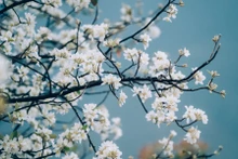 山罗省山楂花竞相绽放。（图片来源：越南快讯）