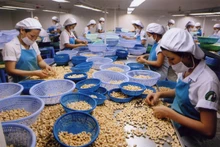 今年5月份越南腰果出口额同比增加近12%。（图片来源：越通社）