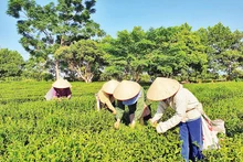 农民在广宁省海河县广龙乡收获茶叶。