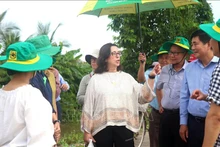 世界银行代表团参观越南低排放水稻生产模式。