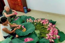 河内西湖广安荷花茶窨制工艺：河内人文化的精髓。