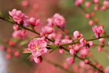 传统春节的代表性花木盆栽【图表新闻】