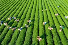 越南是全球第八大茶叶出口市场。