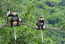 加大执法力度 严打野生动物违法犯罪行为 