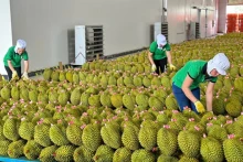 获得正式出口许可后，对中国的榴莲出口量强劲增长。