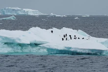 南极洲的企鹅。（图片来源：越通社）