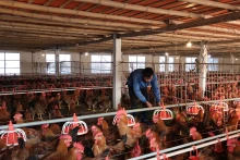 舜玲合作社的肉鸡养殖场。