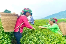 莱州省森林环境服务支付政策成效显著。（图片来源：baotainguyenmoitruong.vn）